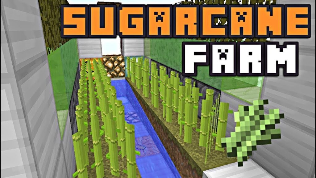 Finding Sugar Cane for Paper